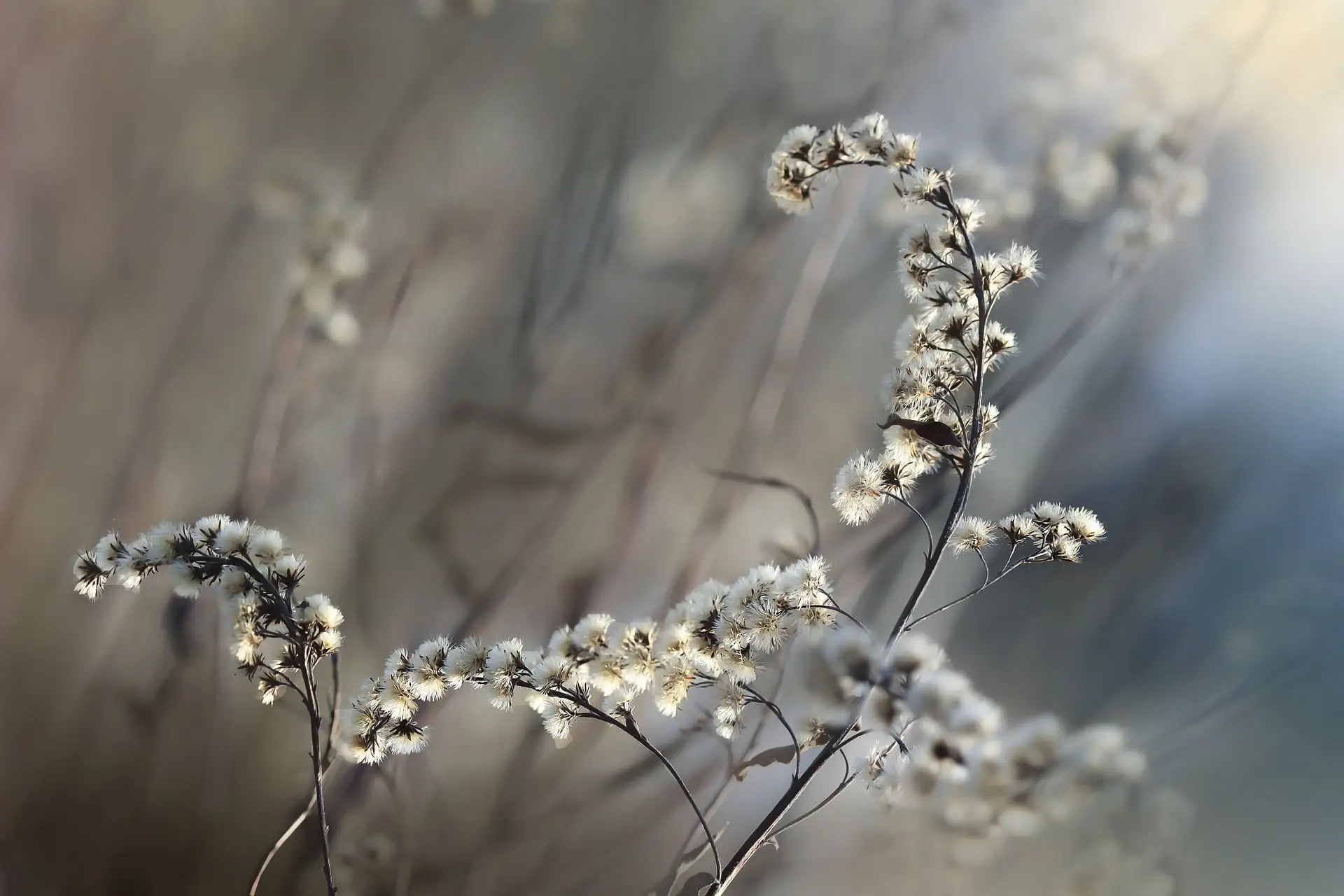 ניסיון מקצועי כפסיכותרפיסטית